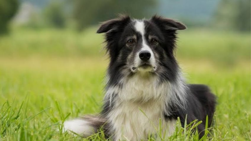 Nace 'Skipper', la increíble perrita de seis patas, dos colas y dos aparatos reproductores