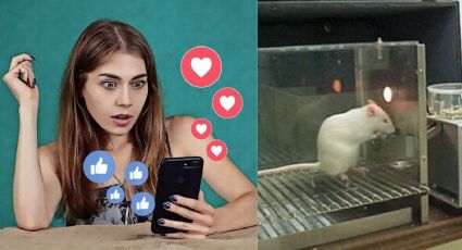 Gente de redes sociales desesperada por 'likes' es como rata de laboratorio, según estudio