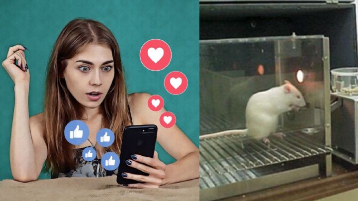 Gente de redes sociales desesperada por 'likes' es como rata de laboratorio, según estudio