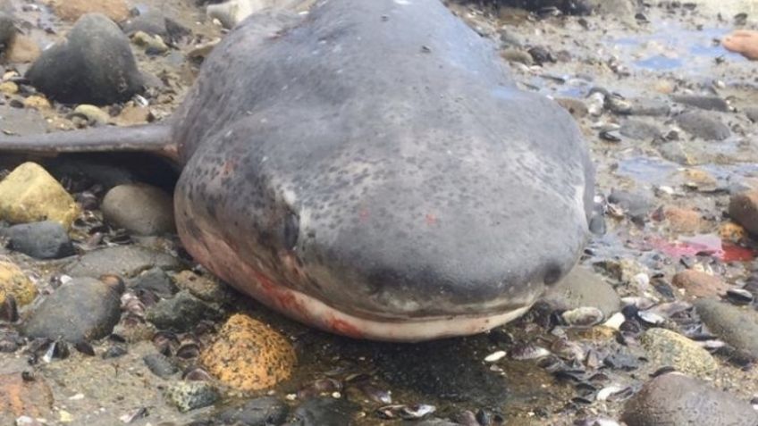 VIDEO: ¡Indignante! Sujetos asesinan a un tiburón para sacarse una foto con él