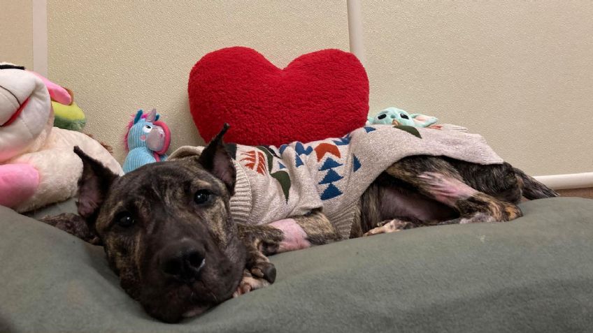 Conoce la impactante historia del perro que reformaría las leyes de su estado