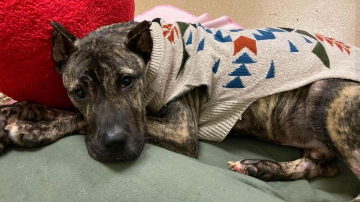 Moribundo y abandonado: Conoce la impactante historia del perro que se aferra a la vida