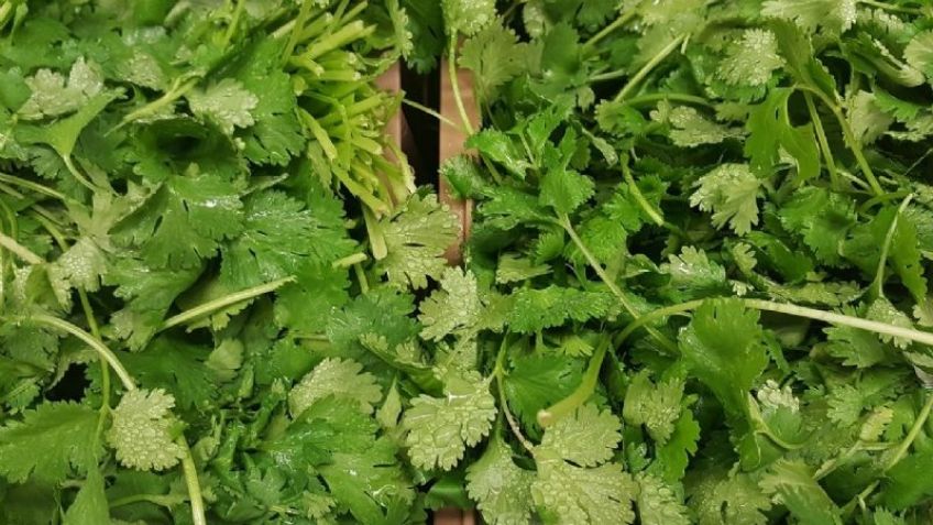 ¡Ponle fin a la confusión! Aprende a identificar el cilantro y el perejil
