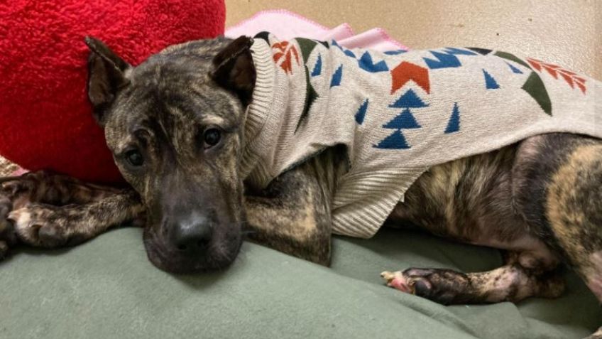 Moribundo y abandonado: Conoce la impactante historia del perro que se aferra a la vida