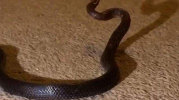 VIDEO: ¡Pensó que era una agujeta! Madre halla una víbora venenosa en el cuarto de su hija