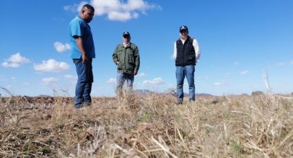 Agricultura de Conservación: Una alternativa de mejora para el campo de Sonora