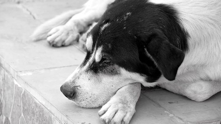 ¡Animales felices! Sonora endurece penas de prisión para quien atente contra su bienestar