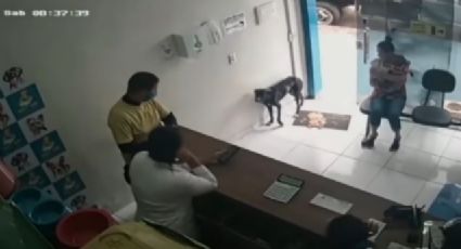VIDEO: Perrito herido llega a una veterinaria y muestra su patita para que lo ayuden