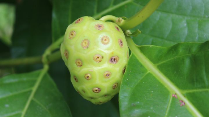 Pútrido sabor, grandes beneficios: Descubre los efectos positivos del noni en la salud