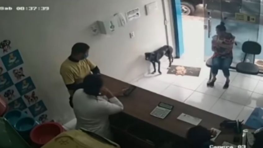 VIDEO: Perrito herido llega a una veterinaria y muestra su patita para que lo ayuden