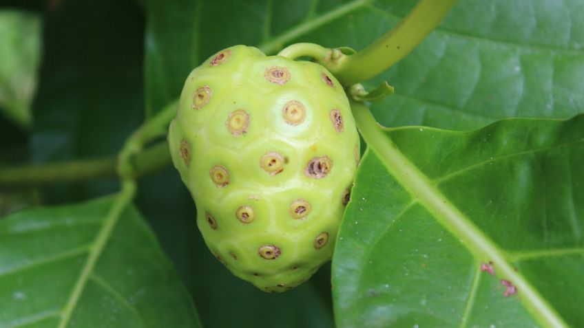 Pútrido sabor, grandes beneficios: Descubre los efectos positivos del noni en la salud