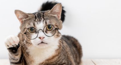 Conoce las razas de gatos más inteligentes y déjate maravillar por sus capacidades