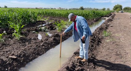 Valle del Yaqui se queda sin cultivos de verano este 2021