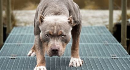 Dos perros pitbull matan a un niño de 3 años y dejan gravemente herida a su mamá