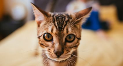 Fácil y sencillo: Así será llevar a tu gato al veterinario con ayuda de estos consejos