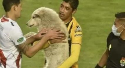 ¡Precioso gesto! Luego de robarle sus tenis, futbolista perdona a un perrito y lo adopta