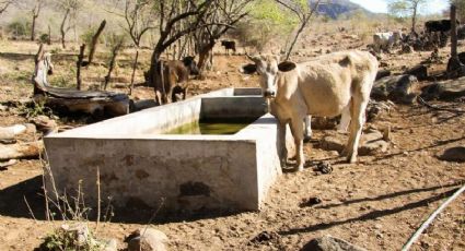 Hato ganadero de la región de Empalme y Guaymas ‘enflaca’  por sequía, no llegan apoyos