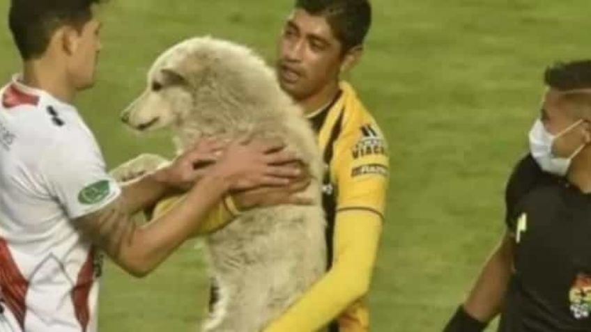 ¡Precioso gesto! Luego de robarle sus tenis, futbolista perdona a un perrito y lo adopta