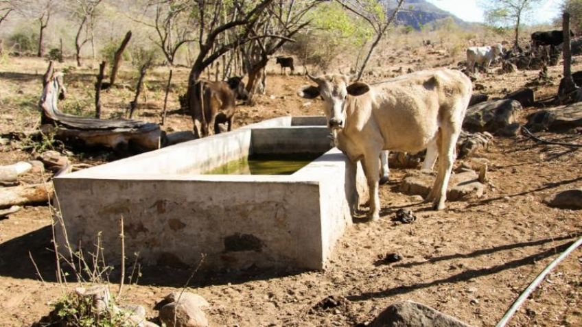 Hato ganadero de la región de Empalme y Guaymas ‘enflaca’  por sequía, no llegan apoyos