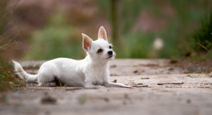 Logra controlar su personalidad con esta guía para educar a tu perro chihuahua