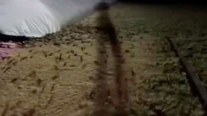 VIDEO: ¡Invasión de ratas! Reportan miles de roedores invadiendo campos y casas en Australia