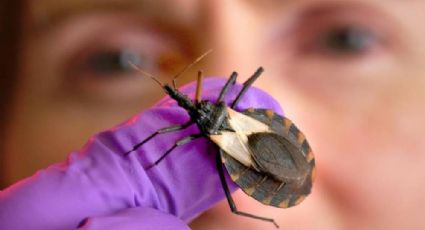 Enfermedad silenciosa transmitida por insectos podría afectar al menos a 7 millones de personas