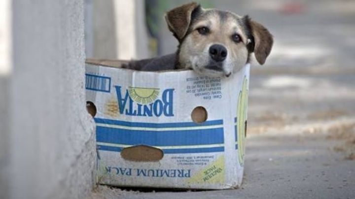 ¡Triste noticia! Animales de compañía se quedan 'huérfanos'; el Covid-19 les quitó a sus dueños