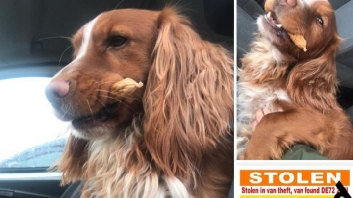 Fuerte operativo: Rescatan a 83 canes 'secuestrados' por una pandilla de 'robaperros'