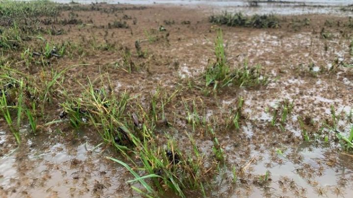 ¡Impactante! Miles de arañas huyen de las inundaciones en Australia y se adentran a las casas