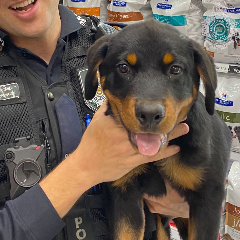 Cae banda de 'robaperros' que raptó 83 canes