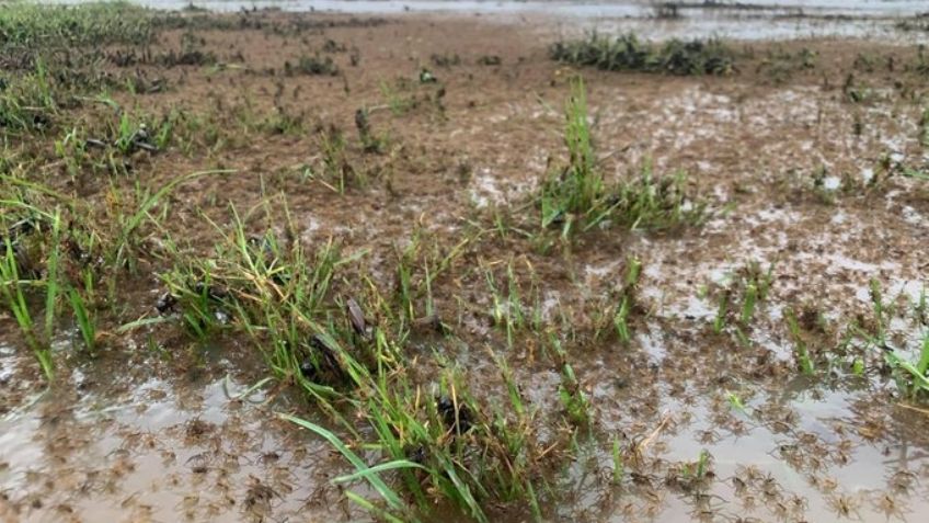 ¡Impactante! Miles de arañas huyen de las inundaciones en Australia y se adentran a las casas