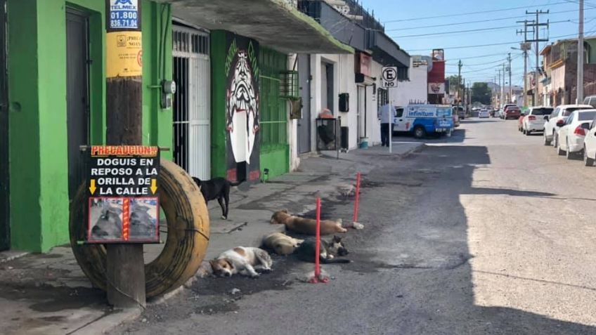 Maltrato animal sin seguimiento, denuncias quedan impunes en Empalme y Guaymas
