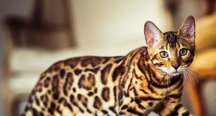 Enamórate de las curiosidades y características del asombroso gato bengalí