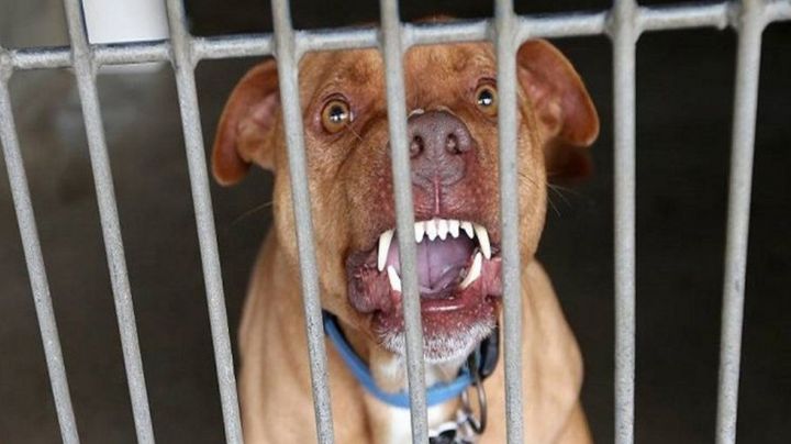 Menor de 7 años sufre violento ataque de perro pitbull en Hermosillo; es hospitalizado