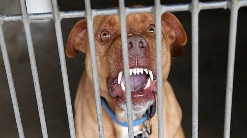 Menor de 7 años sufre violento ataque de perro pitbull en Hermosillo; es hospitalizado