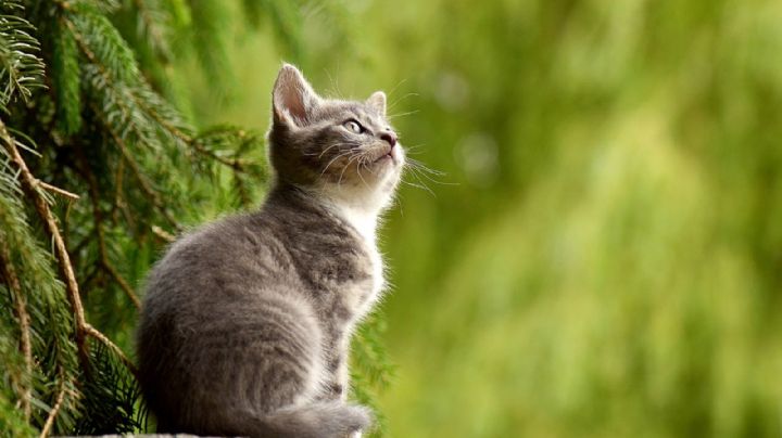 ¡Amantes de los michis! Asiste a la Expo Show Internacional del Gato en la CDMX