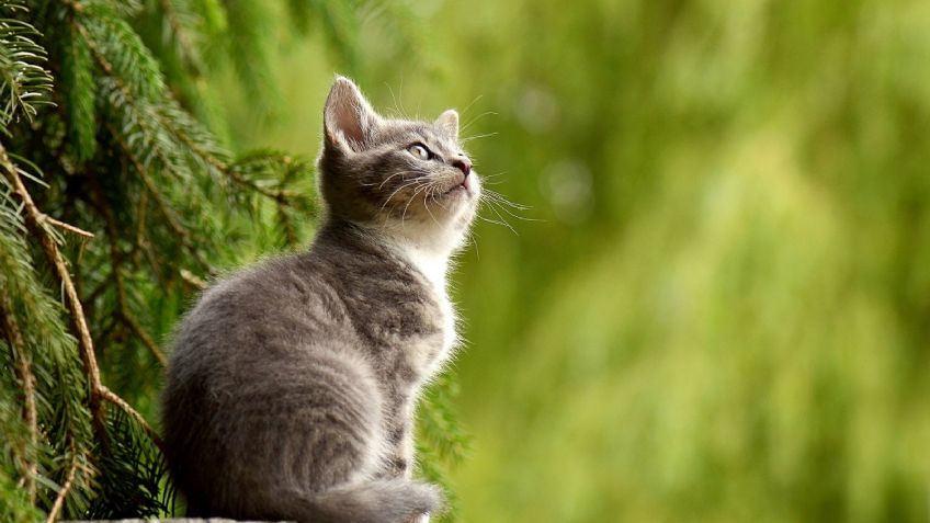 ¡Amantes de los michis! Asiste a la Expo Show Internacional del Gato en la CDMX