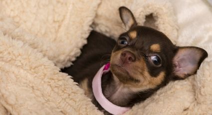 Dale rienda suelta a tu imaginación con estos nombres para perros chihuahua