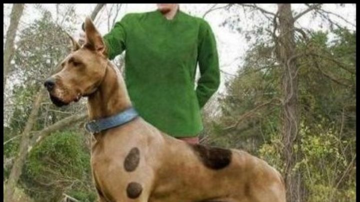Fueron la inspiración para 'Scooby Doo': Enamórate de las características del gran danés