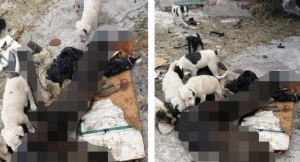 Macabro hallazgo: Descubren cadáver sin cabeza en Sonora mientras manada de perros lo devoraba