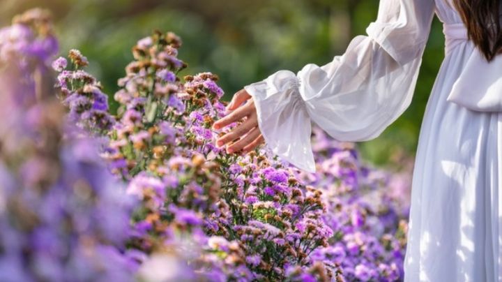 Mejora tu estado de ánimo con estas flores que transmiten emociones positivas