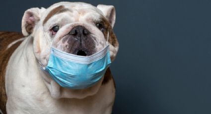 ¡A inmunizar a los perritos! Rusia aprueba la primera vacuna contra Covid-19 para animales
