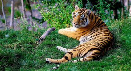 Aparece tigre en santuario de vida salvaje en la India; hace 81 años no se veía uno