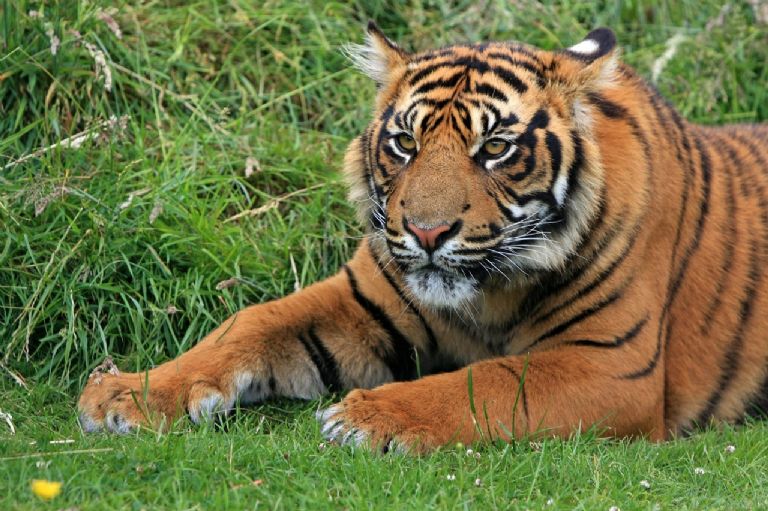 Aparece tigre en santuario de la India 