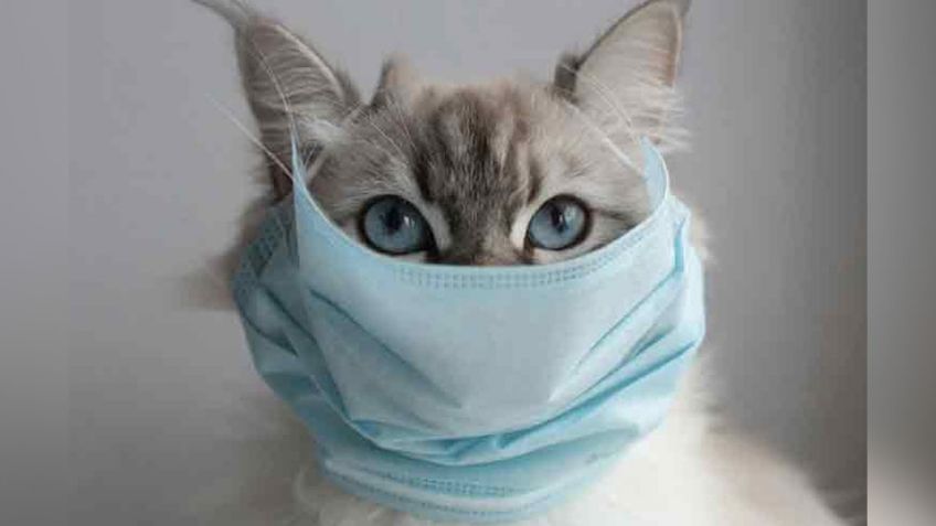 ¡Impresionante hallazgo! Rusia registra la primera vacuna contra el Covid-19 para animales