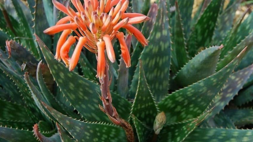 Asómbrate con los maravillosos beneficios de las poco conocidas flores del aloe vera