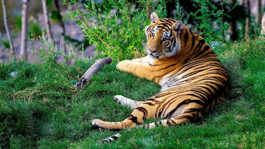Aparece tigre en santuario de vida salvaje en la India; hace 81 años no se veía uno