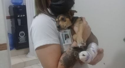 Yaxaira Castelo lucha por dar una vida digna a manada de canes; pide apoyo