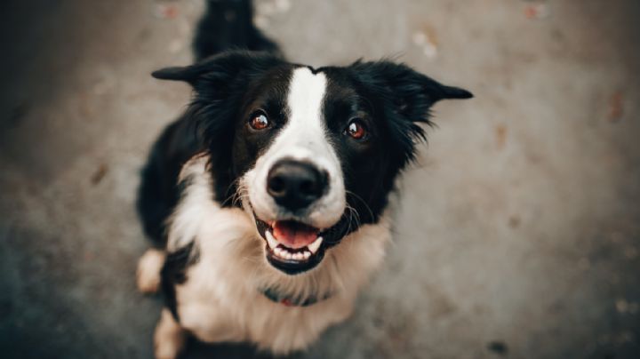 ¡De espanto! Le saca el corazón a su perro y lo utiliza en ritual contra los "demonios" de su hogar