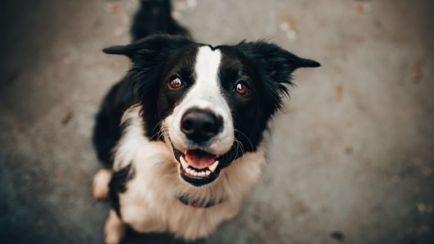 ¡De espanto! Le saca el corazón a su perro y lo utiliza en ritual contra los "demonios" de su hogar